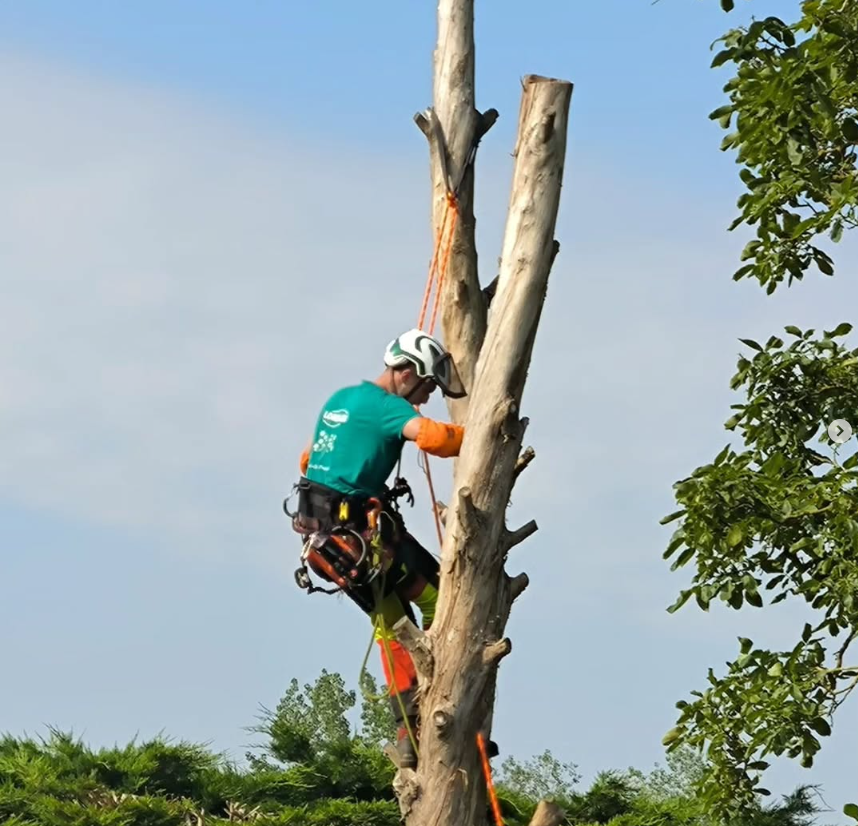 Service d'élagage
